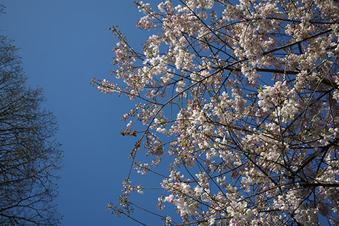 ビクトリアの桜
