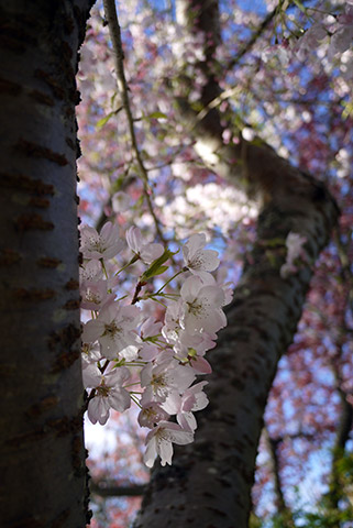 ビクトリアの桜