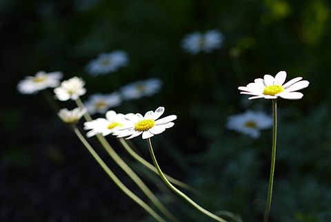May_garden_flower8