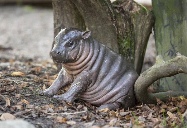 baby-dwarf-hippo-olivia-parken-zoo-sweden