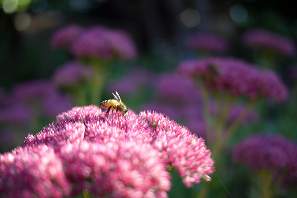 bee-on-pink