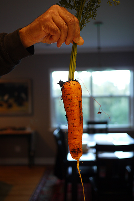 big　carrot