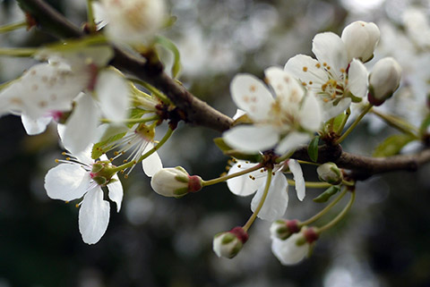 Prunus Pissardii Nigra