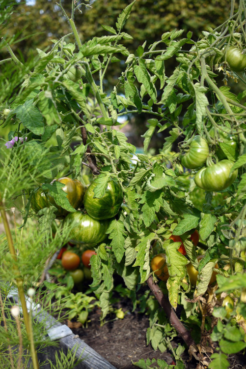 ヘリテージトマト