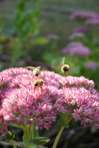 秋のミツバチたち