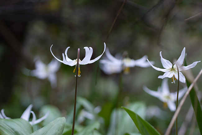 fawn_lilies