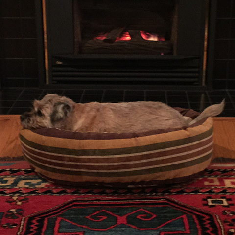 暖炉犬