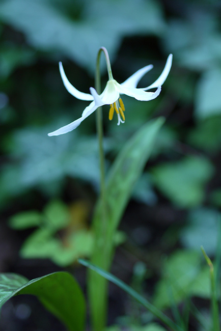 fawn lilies