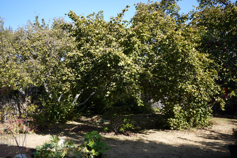 ヘーゼルナッツの木　秋