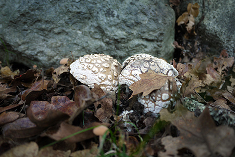 mushrooms2