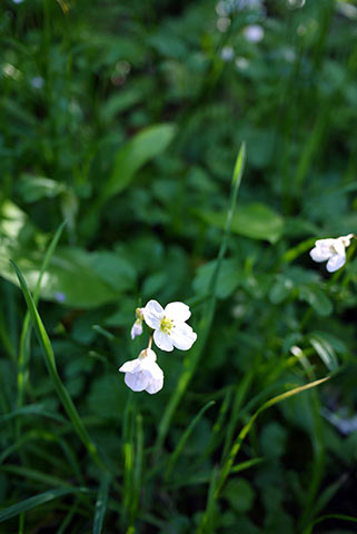 ビクトリア春の野の花