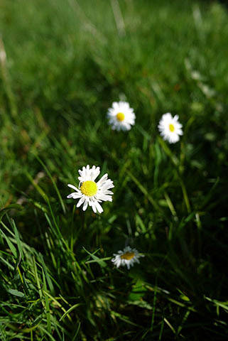 春の野の花