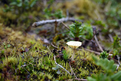 spring_mushroom