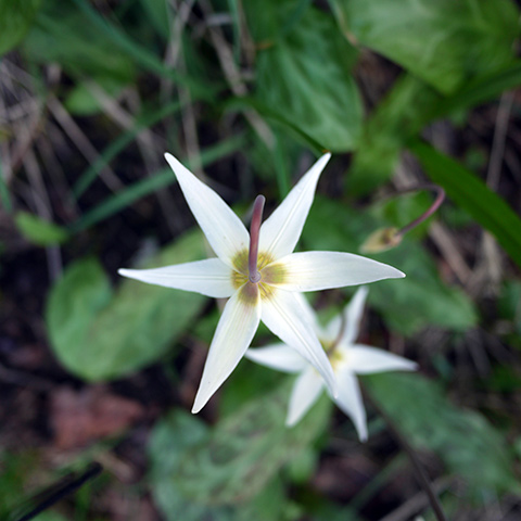 white_fawn_lily